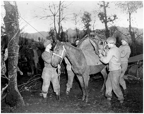 Third Division Mules